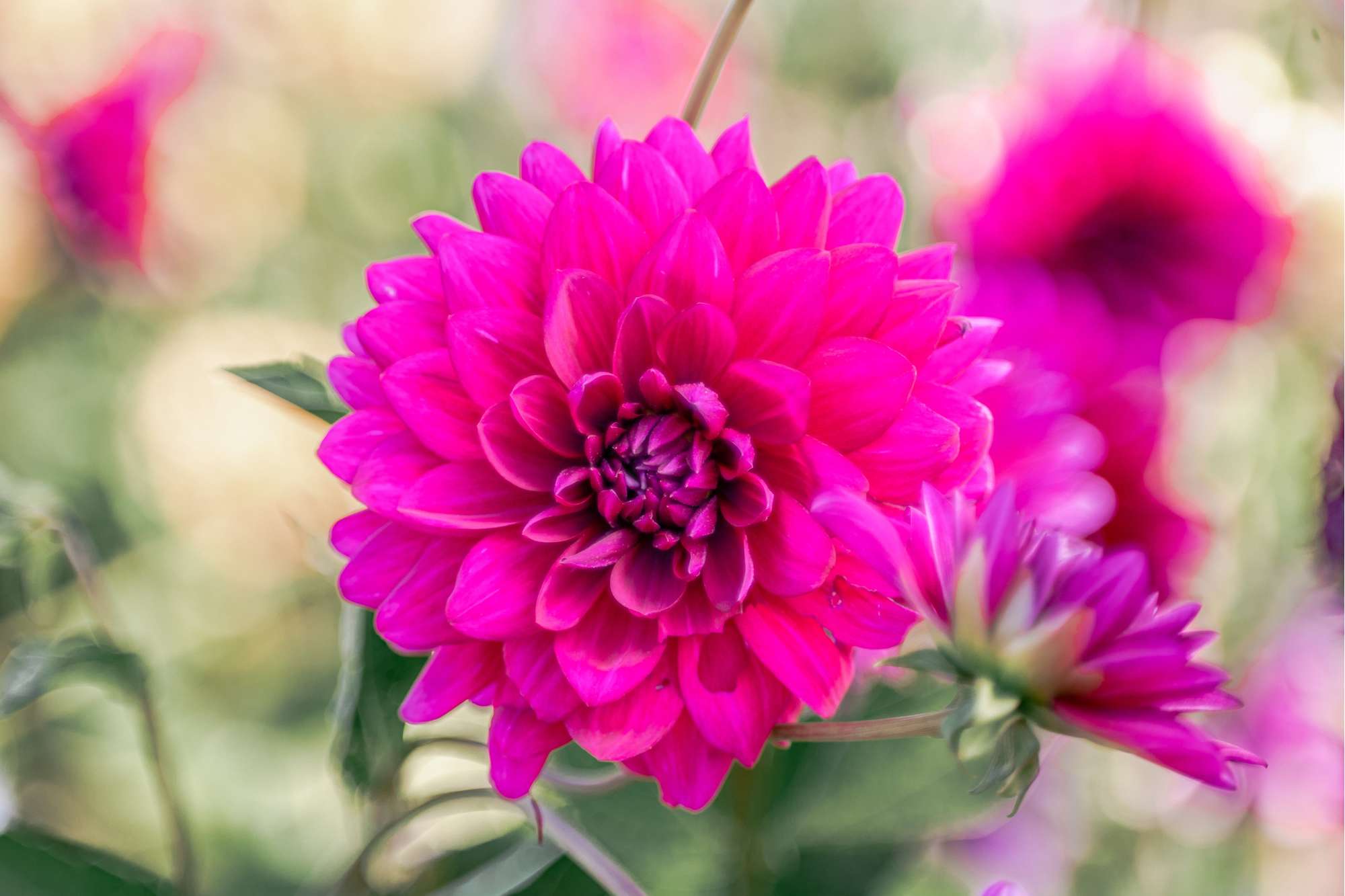 Dahlia 'Berner Oberland'